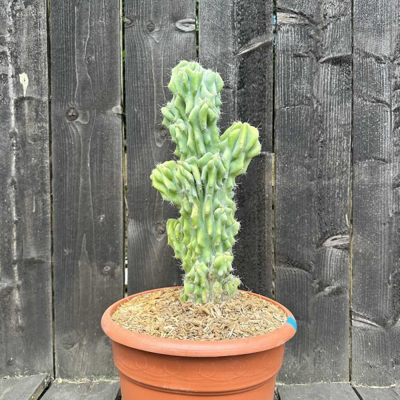 Cereus hildmannianus monstruosus 8 l