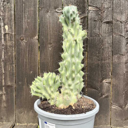 Cereus hildmannianus monstruosus 10 l