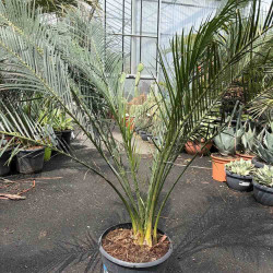 Macrozamia miquellii