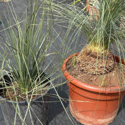 Xanthorrhoea glauca 18 et 35 litres