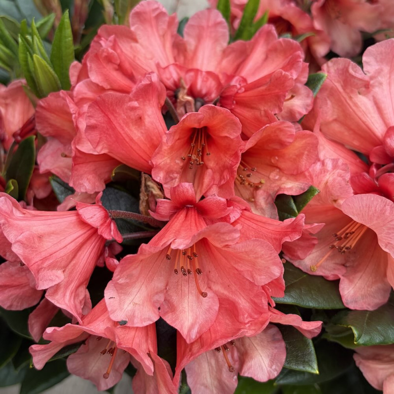 Rhododendron Aurore à Boutiguéry