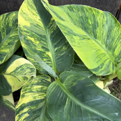 Musa Dwarf Aurea