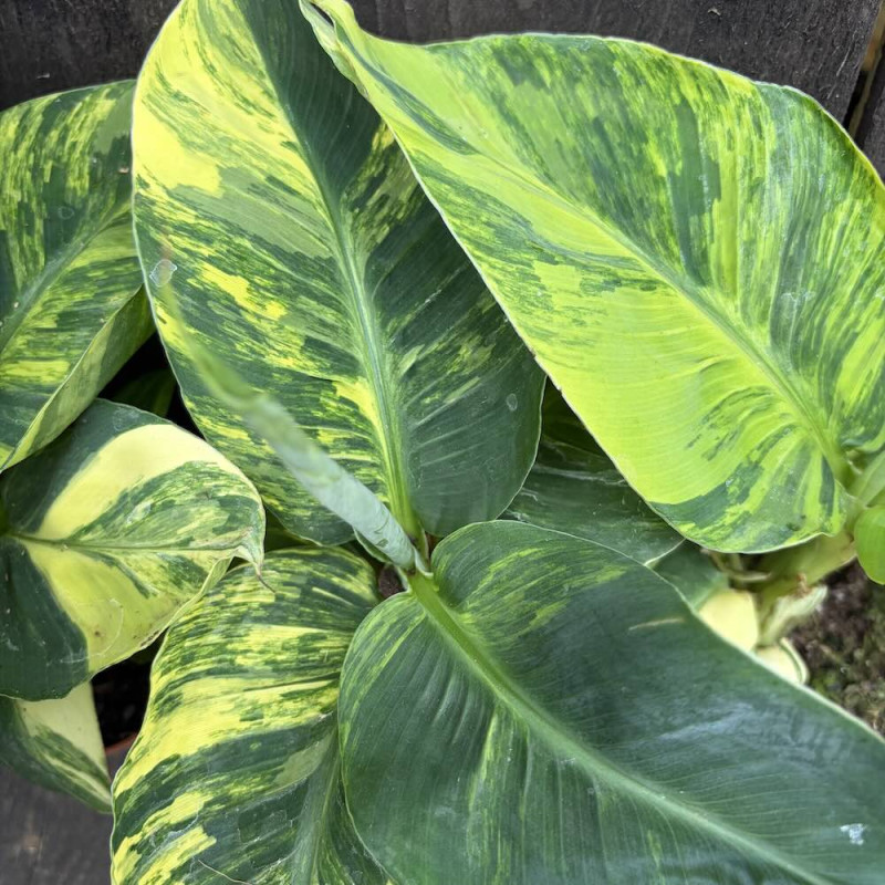 Musa Dwarf Aurea