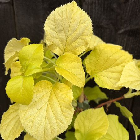 Hydrangea petiolaris Bright Side®