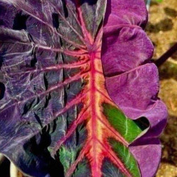 Colocasia Lighting Bowl