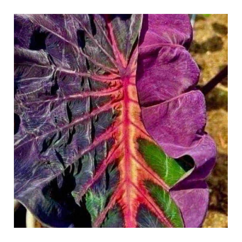 Colocasia Lighting Bowl