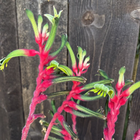 Anigozanthos Dance®