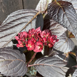 Hydrangea macrophylla Eclipse®