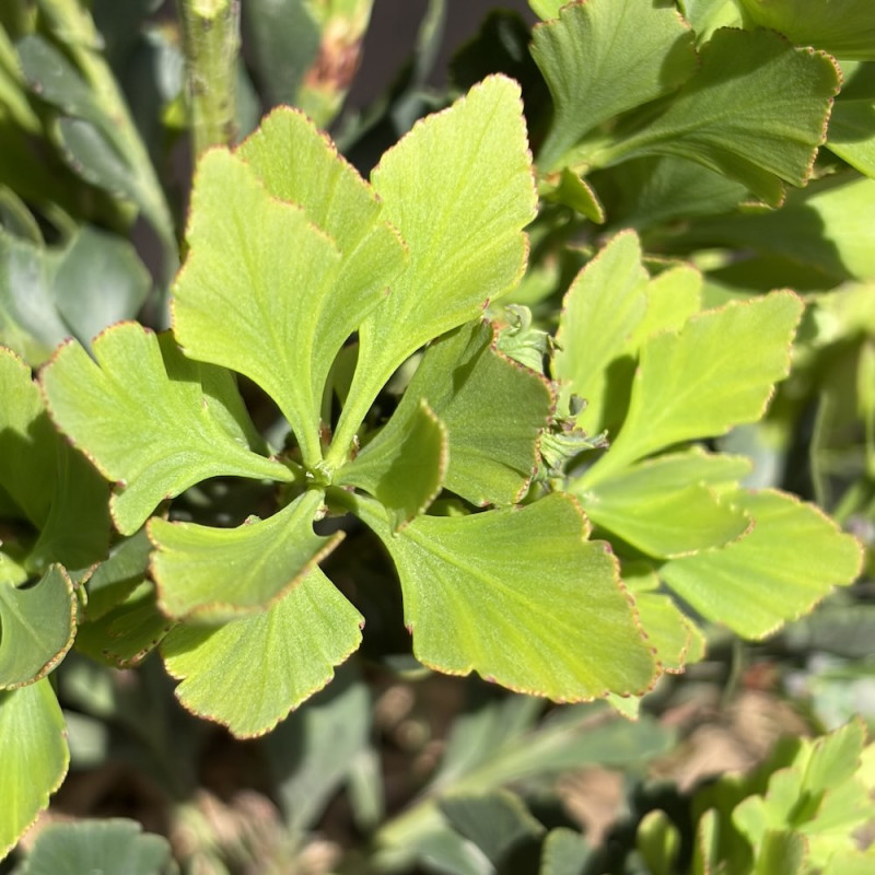 Phyllocladus aspleniifolius