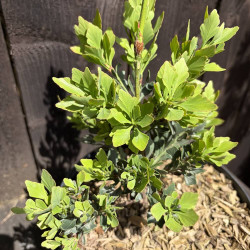 Phyllocladus aspleniifolius