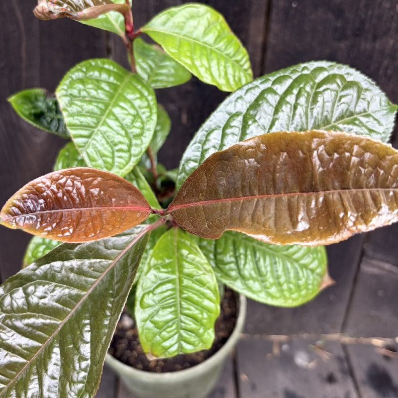 Camellia longzhouensis