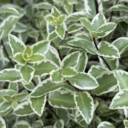 Pittosporum tenuifolium Malahide