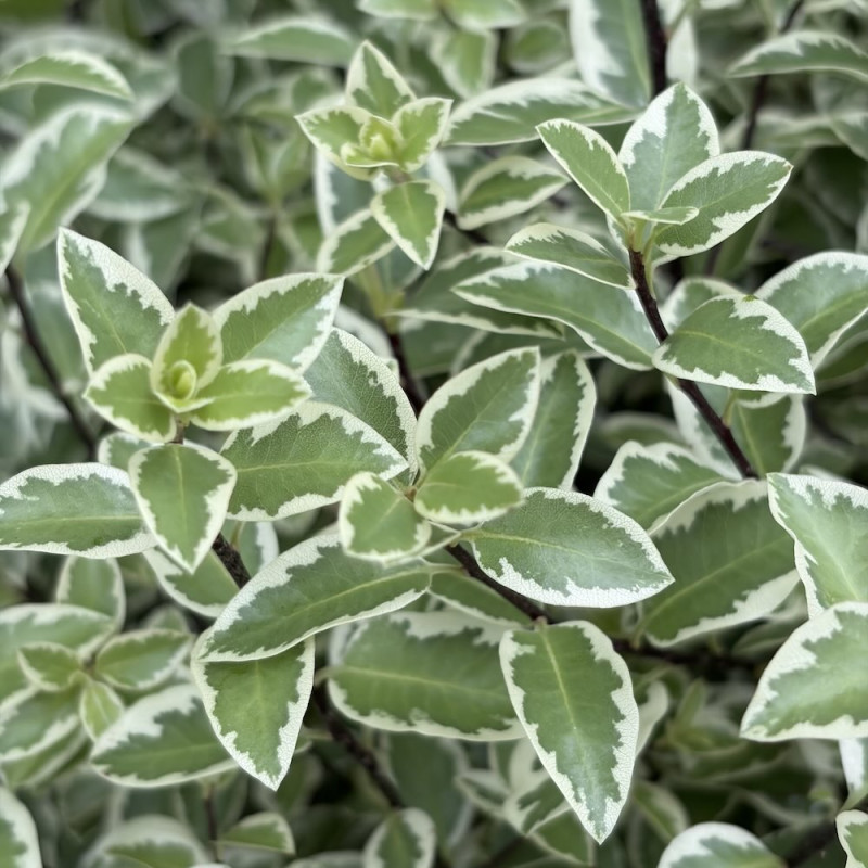 Pittosporum tenuifolium Malahide