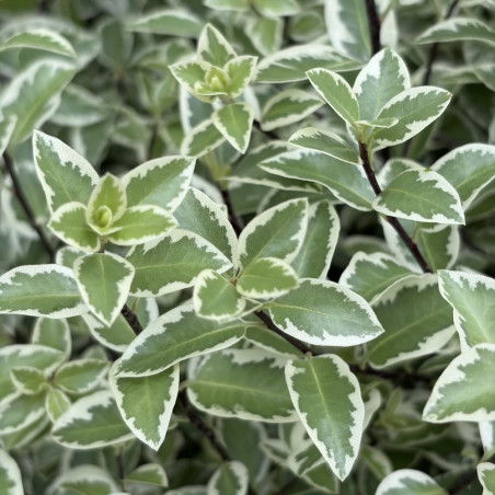 Pittosporum tenuifolium Malahide