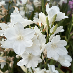 Watsonia borbonica
