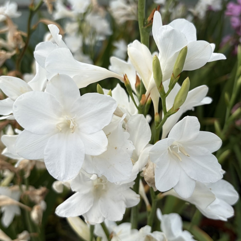 Watsonia borbonica