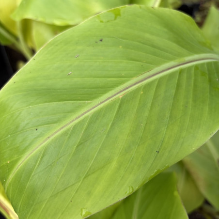 Musa griersonii