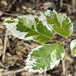 Zelkova serrata Variegata