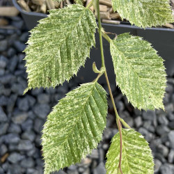 Carpinus betulus Foliis Argenteovariegatis Pendula