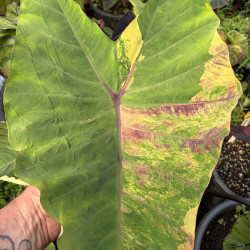 Colocasia Pha Kep Tawan