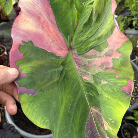 Colocasia Eungjumon