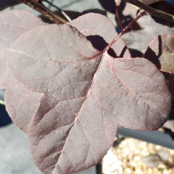 Liquidambar Fulu Zifeng