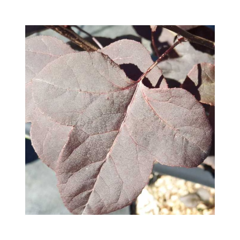 Liquidambar Fulu Zifeng