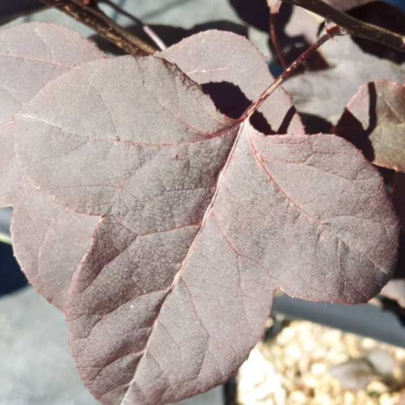 Liquidambar Fulu Zifeng