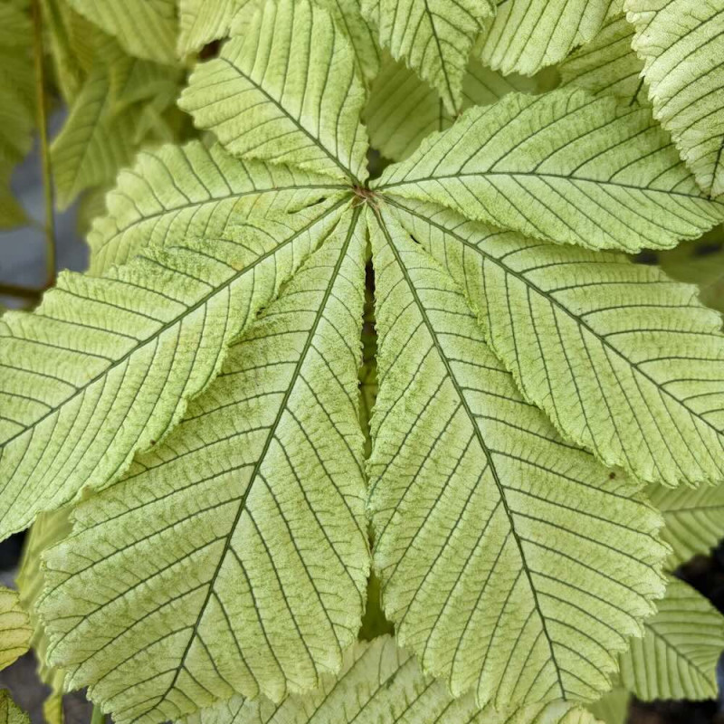 Aesculus hippocastanum Wisselink