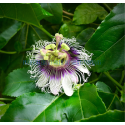 Passiflora edulis Soleil des Saints Tropiques