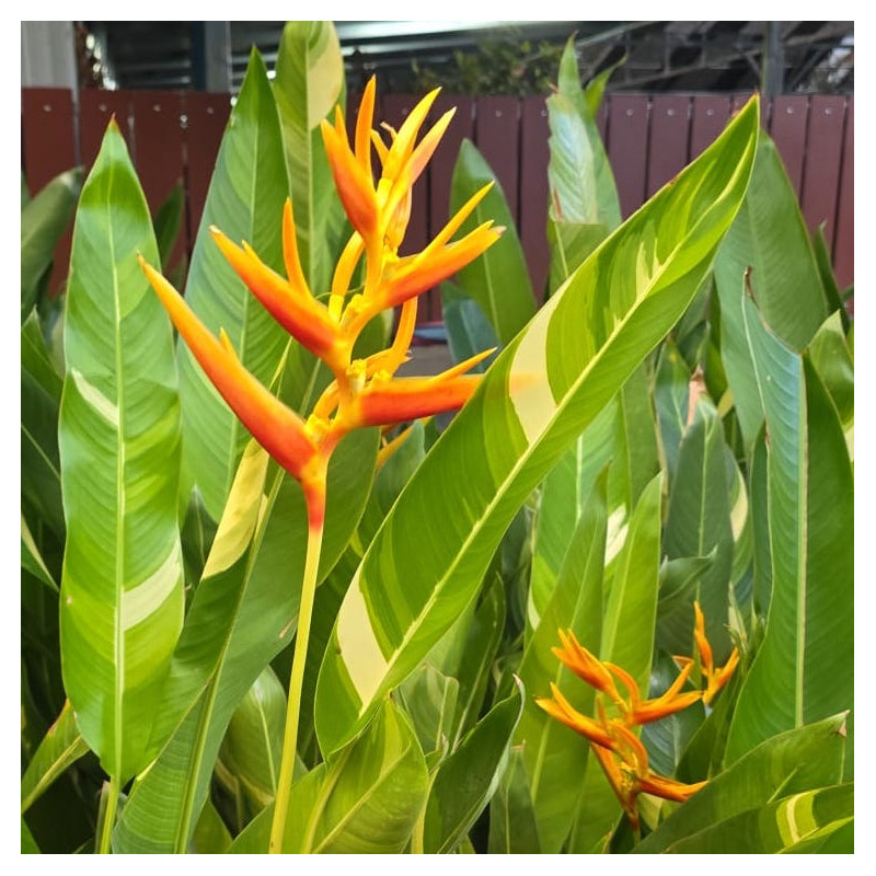Heliconia sp variegata