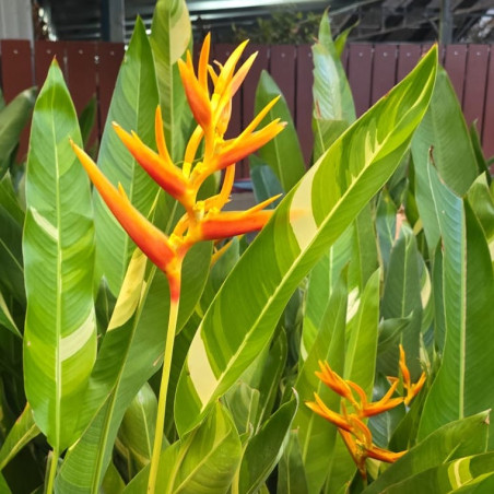 Heliconia sp variegata