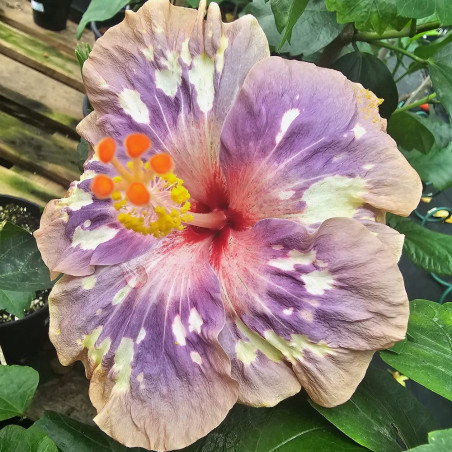 Hibiscus Sky Fall