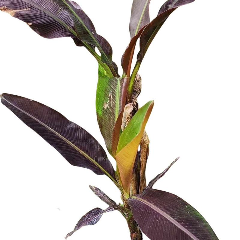 Musa Papua Super Black