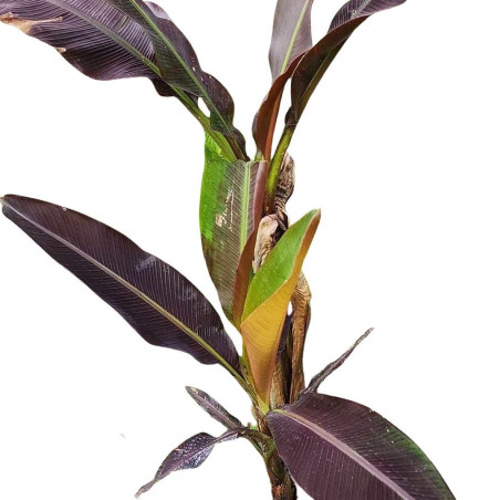 Musa Papua Super Black