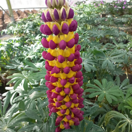Lupinus Manhattan Lights®