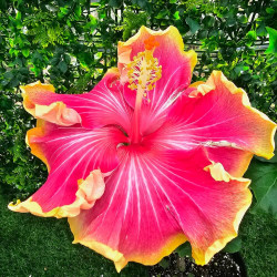 Hibiscus Madeira Orla de Sol