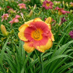 Hemerocallis Andy Candy