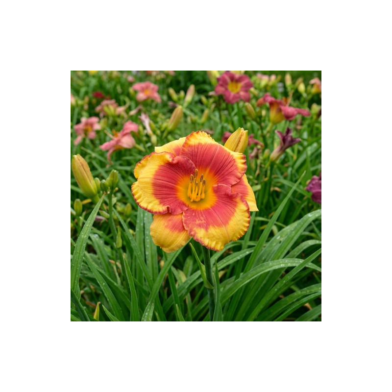 Hemerocallis Andy Candy