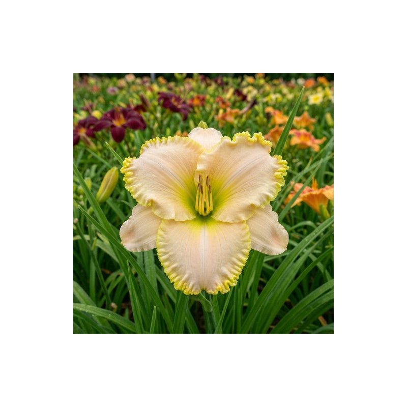 Hemerocallis Big Blonde