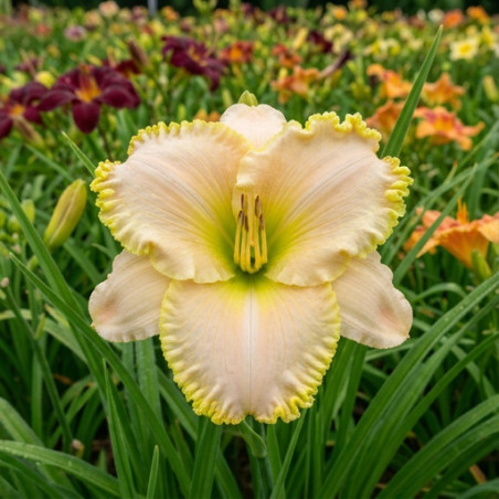 Hemerocallis Big Blonde