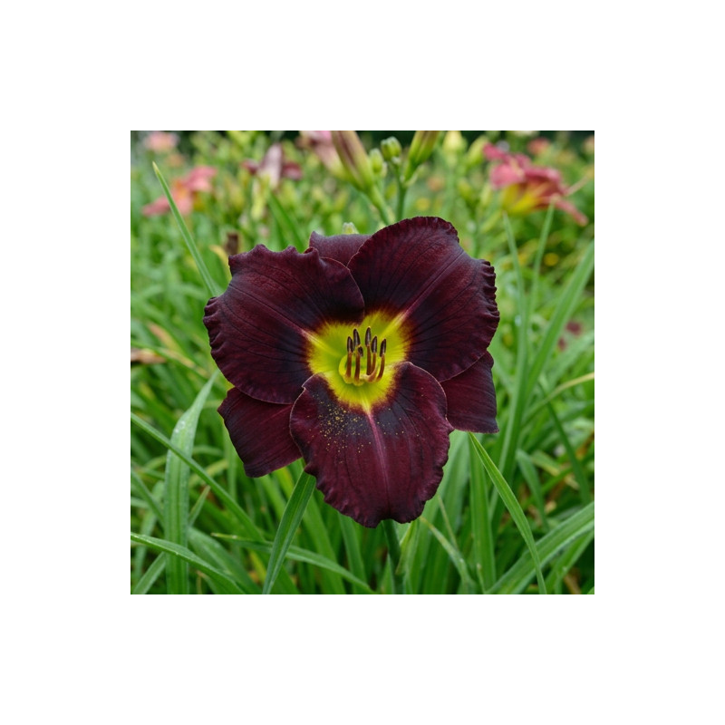 Hemerocallis Black Ambrosia