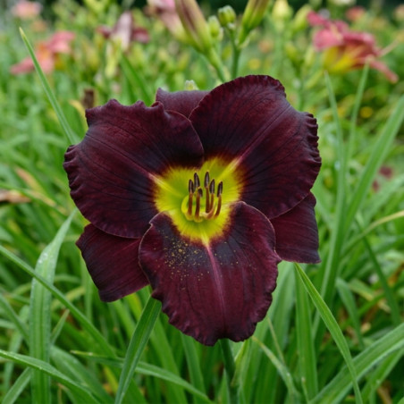 Hemerocallis Black Ambrosia