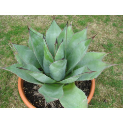 Agave parrasana