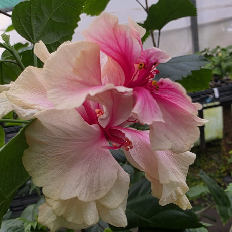 Hibiscus White Pride Of Hankins