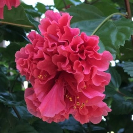 Hibiscus Pride Of Hankins