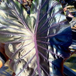 Colocasia Star Matrix