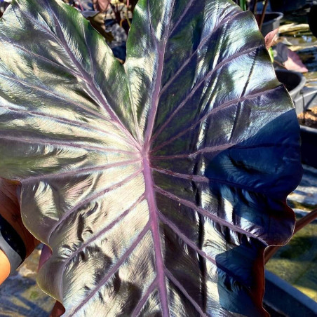 Colocasia Star Matrix