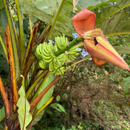 Musa acuminata Khao Lak