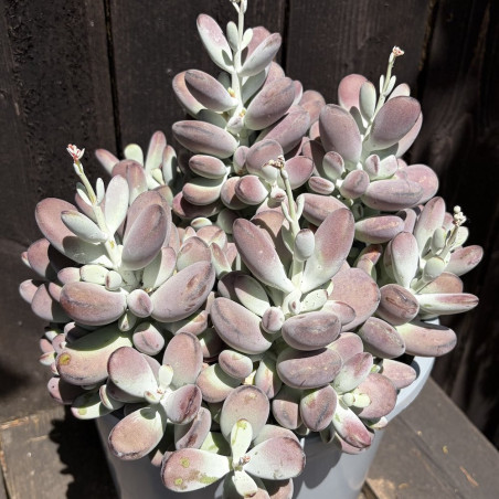 Cotyledon orbiculata higginsiae